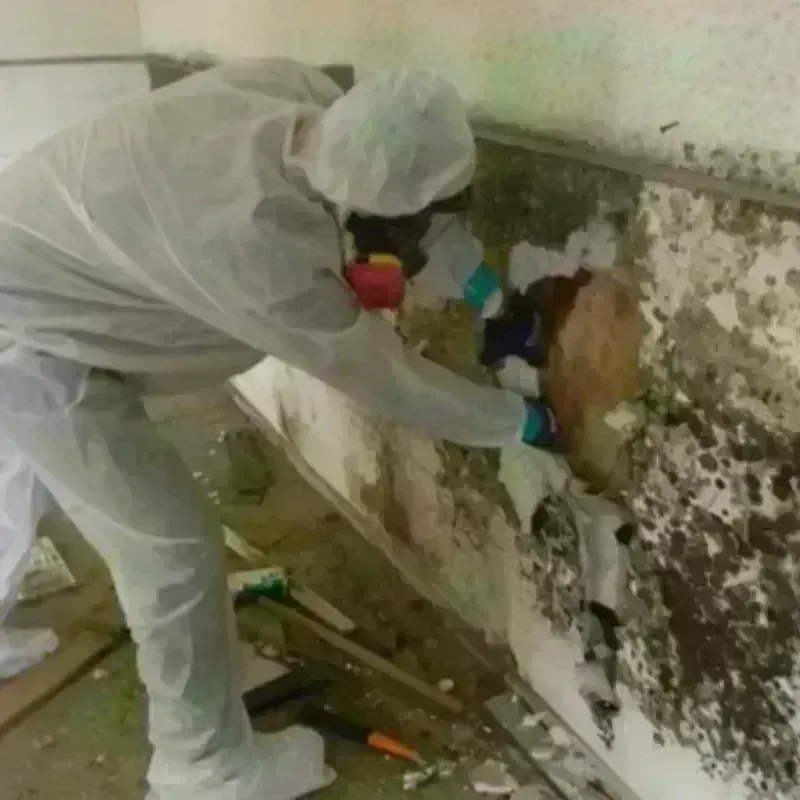 Mold Remediation and Removal in Erie, PA